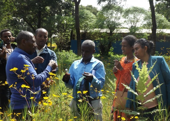 More Bees: supporting agrobiodiversity and livelihoods in Amhara
