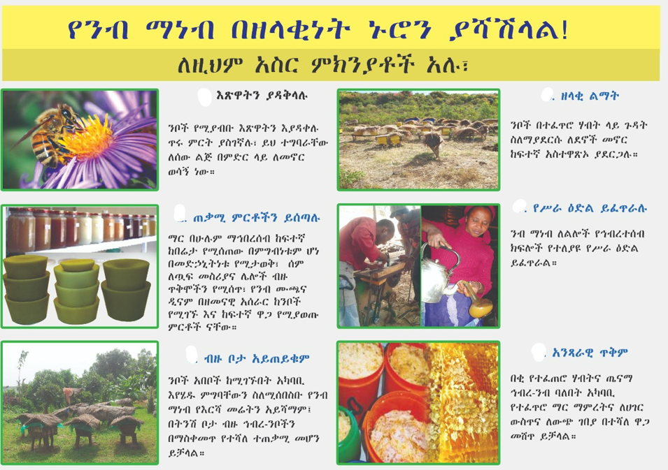 ንብ ማነብ በዘላቂነት ኑሮን ያሻሽላል