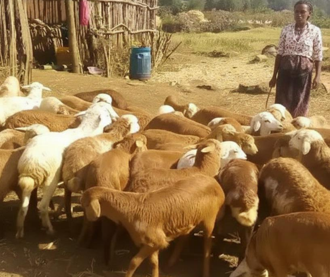 Empowering a Young Woman through Shoat Fattening