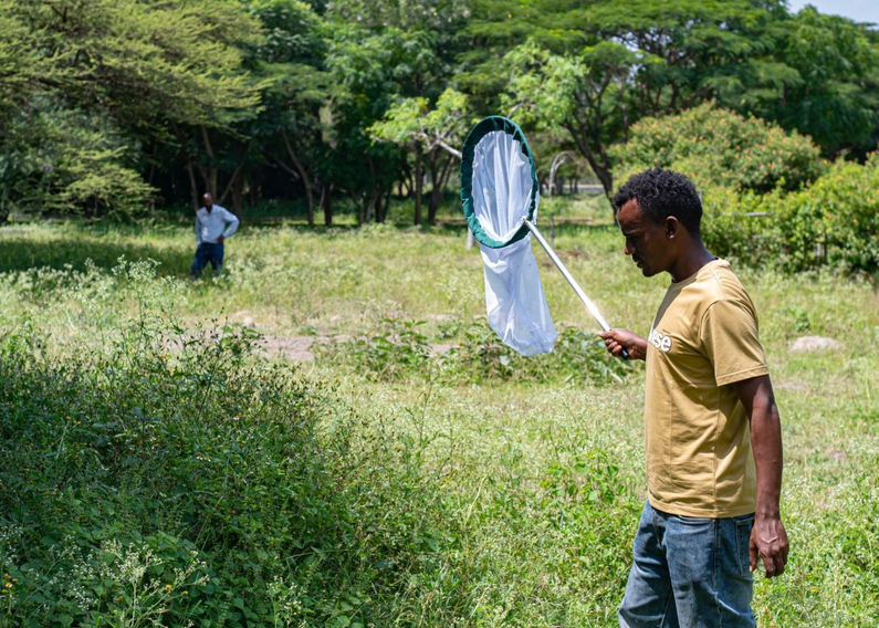 Protecting pollinators to strengthen Ethiopian agriculture