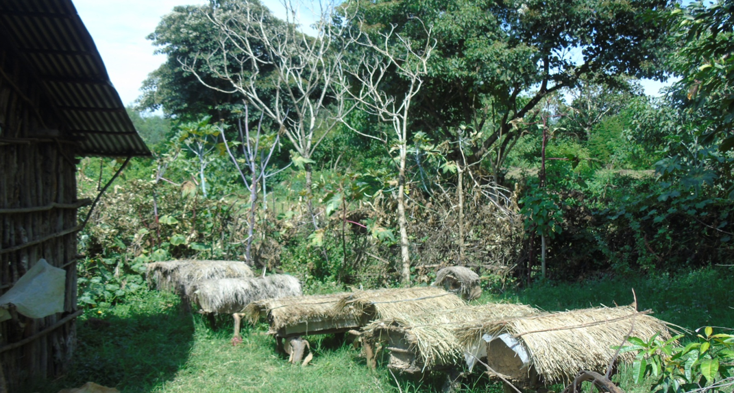 Nature Based Beekeeping
